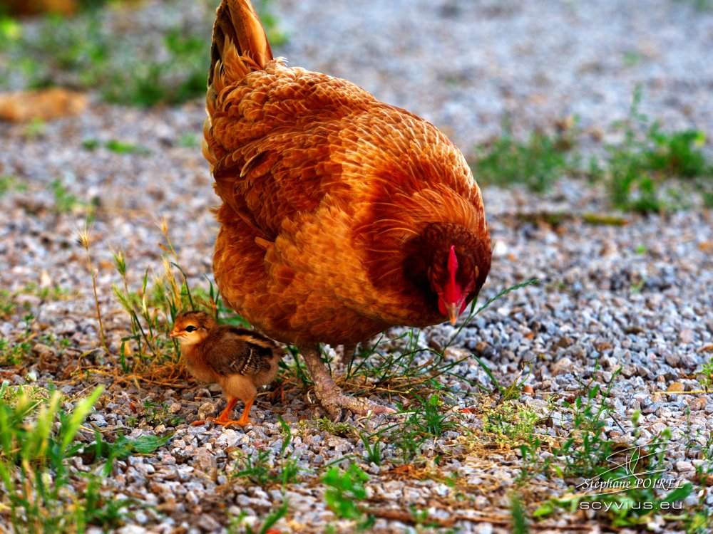 Portrait d'un poussin et sa mère poule