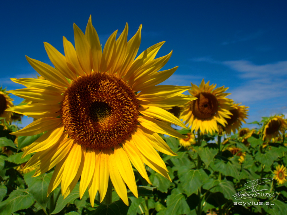Photo de tournesols