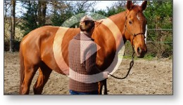 video séance éthologie cheval