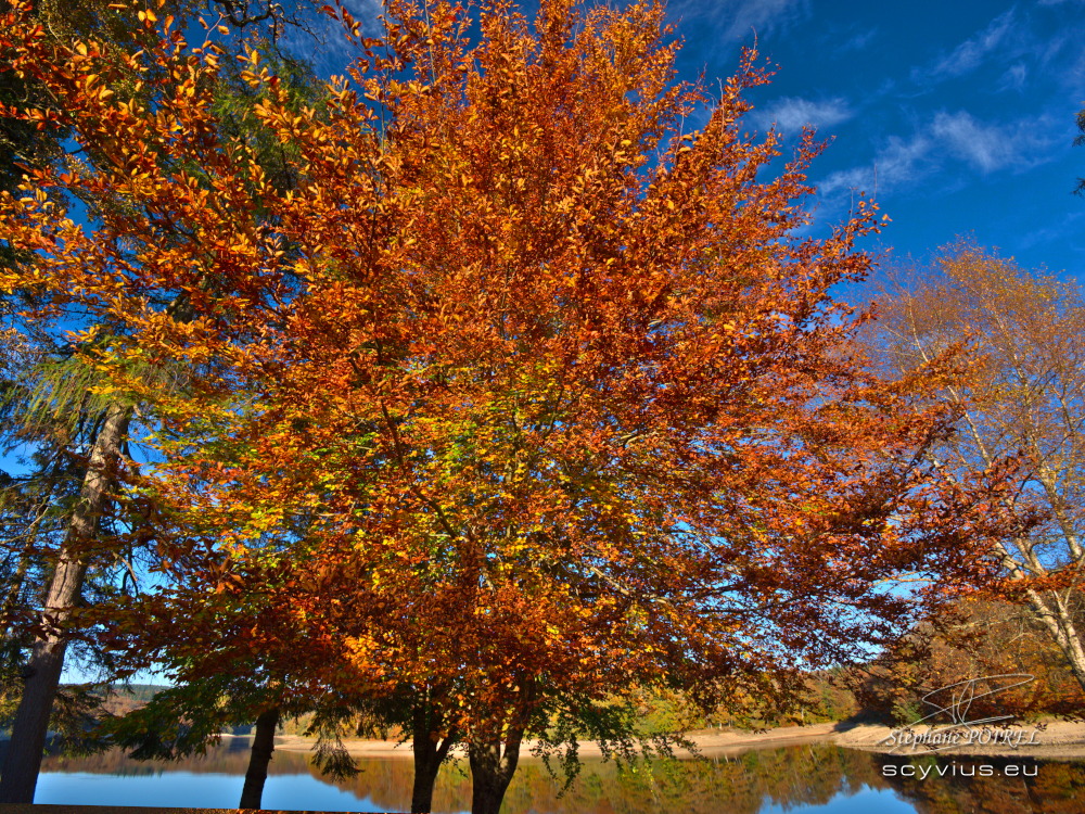 Feuilles d'automne au lac du Lampy