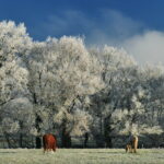 Photo juments en hiver