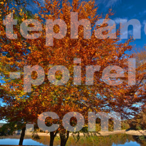 Feuilles d'automne au lac du Lampy