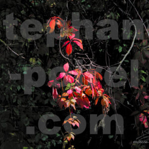 JPEG - Feuilles rouges à Annecy