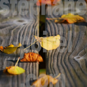Feuilles sur table