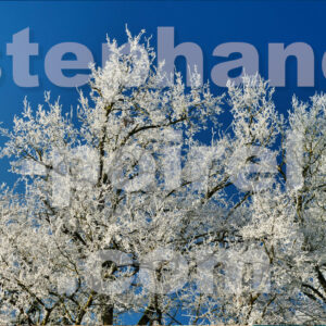 Givre-sur-les-arbres