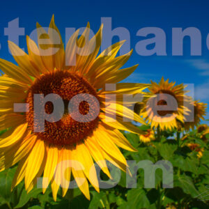 JPEG - Tournesols