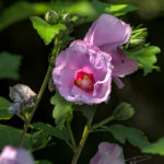 Photo en pleine nature