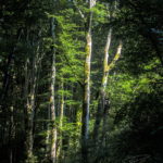 Photo forêt des Cammazes depuis la Rigole