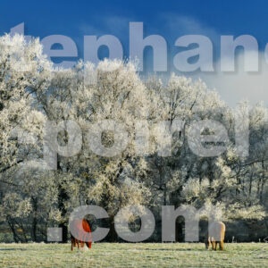 Chevaux en hiver