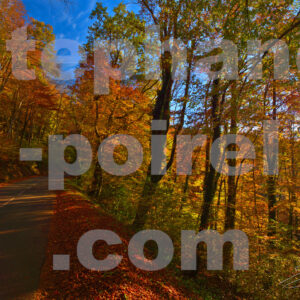 Feuilles en automne