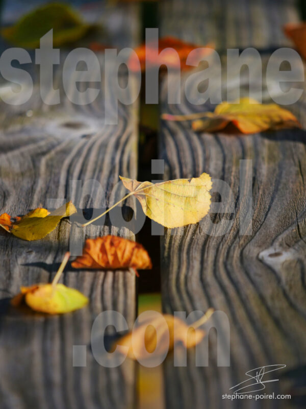 Feuilles sur table