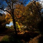 photo d'arbres en automne