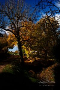 photo d'arbres en automne