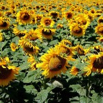 Photo champ de tournesols