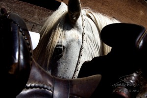 Photo cheval en Camargue