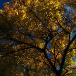 Photo de feuilles d'automne