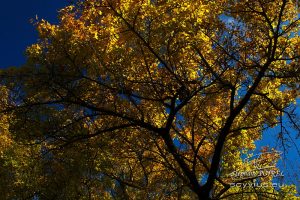 Photo de feuilles d'automne