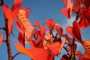 Photo de feuilles rouges en automne