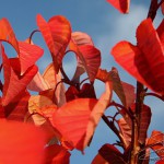 Photo de feuilles rouges en automne