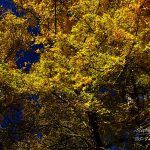 Photo de feuilles en automne