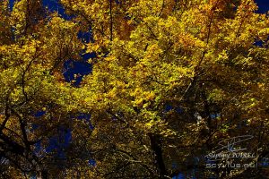 Photo de feuilles en automne