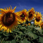 Photo de tournesols