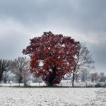 Photo neige dans le Tarn