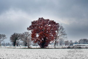 Photo neige dans le Tarn