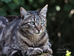 Photo portrait de chat