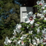 Photo de fleurs