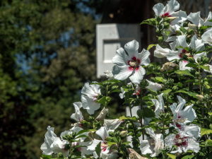 Photo de fleurs