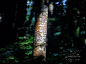 Photo forêt des Cammazes