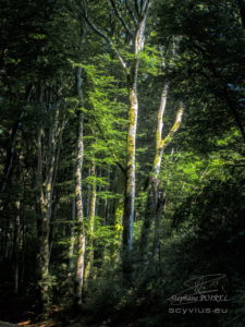 Photo forêt des Cammazes depuis la Rigole