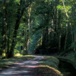 Photo forêt des Cammazes et la Rigole