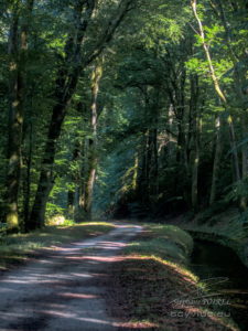 Photo forêt des Cammazes et la Rigole