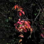 Photo de feuilles à Annecy