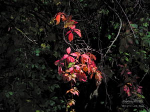 Photo de feuilles à Annecy