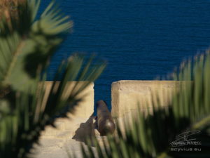 photo canon citadelle d'Alicante