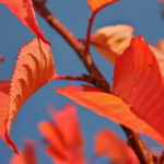 Photo feuilles d'automne