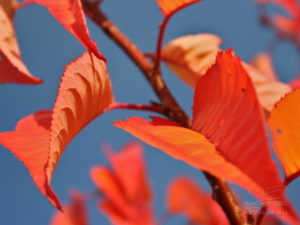 Photo feuilles d'automne