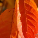 Photo feuilles en automne