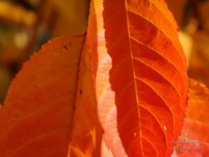 Photo feuilles en automne