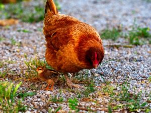 Portrait d'un poussin et sa mère poule