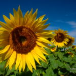 Photo de tournesols