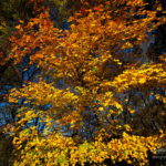 Photo couleurs d'automne