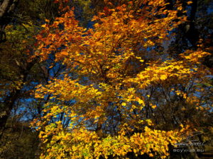 Photo couleurs d'automne