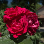 Photo de rose