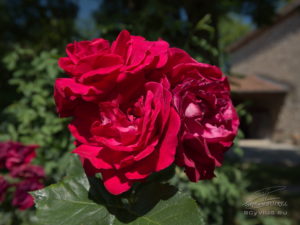 Photo de rose