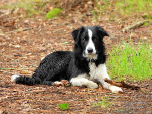 Portrait chien