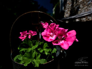 Terrasse fleurie